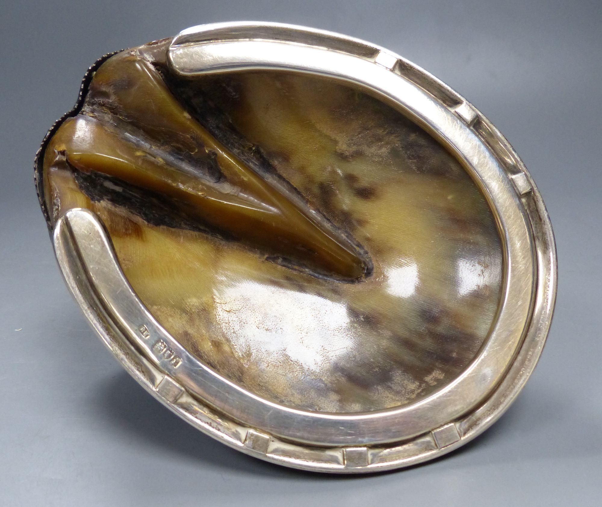 An Edwardian silver mounted horseshoe inkwell, Roland Ward, London, 1901, length 15.7cm.